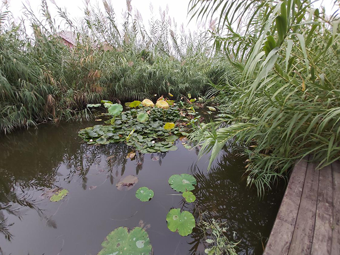 人工濕地雨水淨化