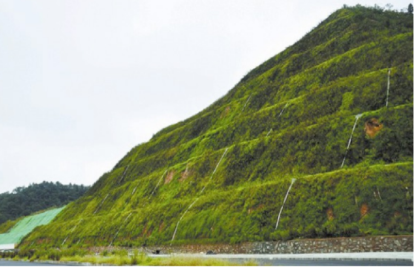 海綿體植物修複生态護坡
